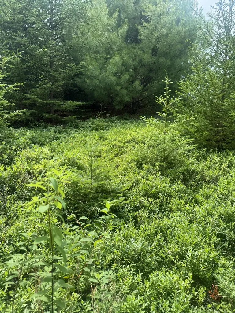 18 Middle Ground View Jonesport ME 04649