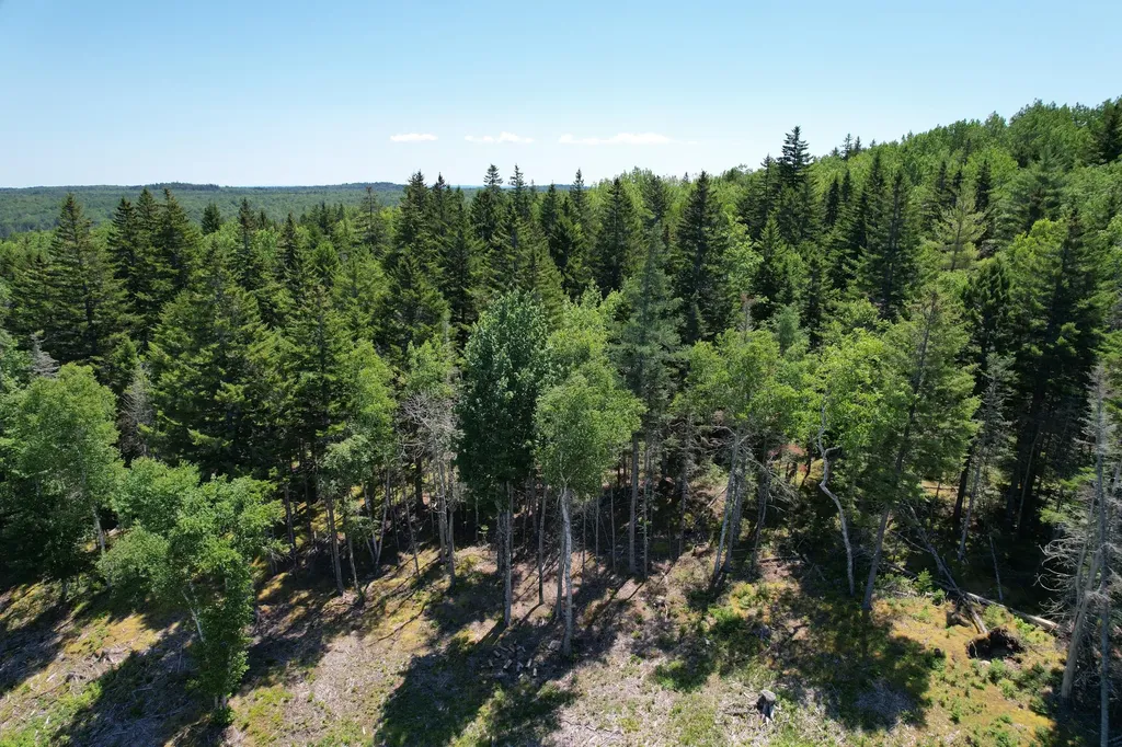 1246 County Road Trescott Twp ME 04652
