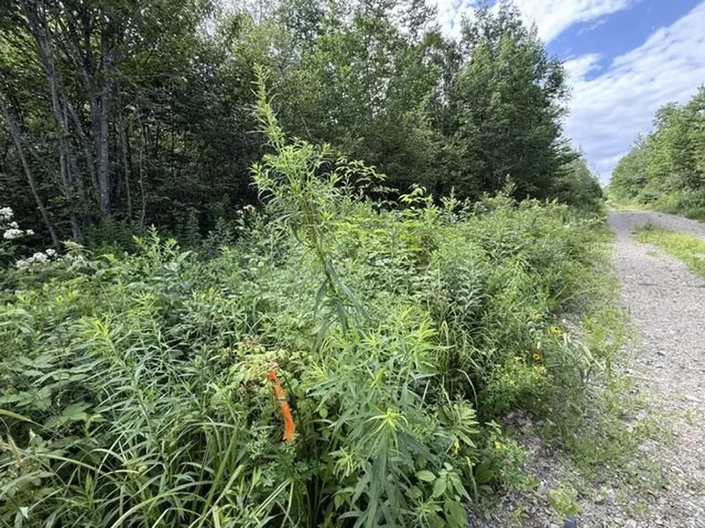 Map 24 Old County Road Charlotte ME 04666