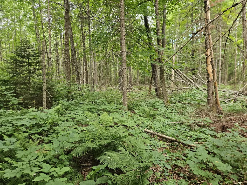 10 Moosehorn Road Abbot ME 04406
