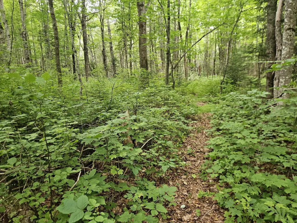10 Moosehorn Road Abbot ME 04406