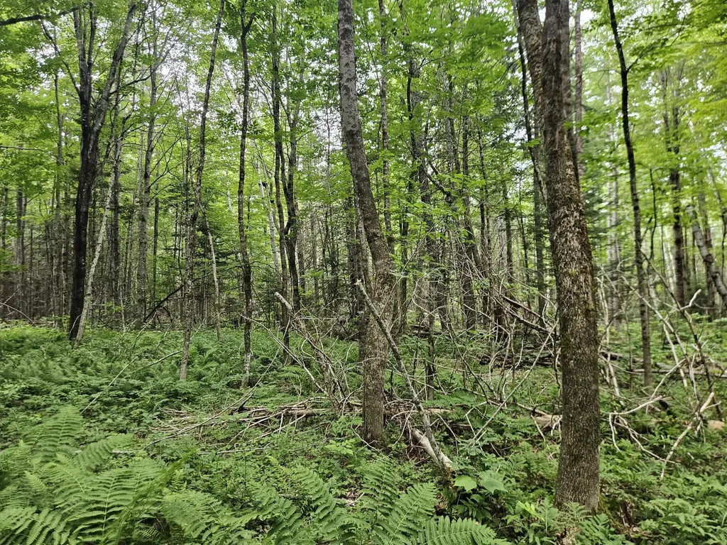 10 Moosehorn Road Abbot ME 04406