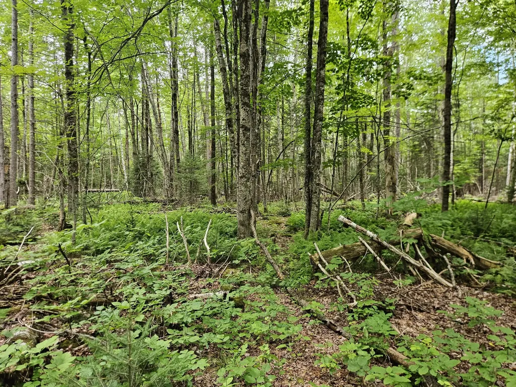 10 Moosehorn Road Abbot ME 04406