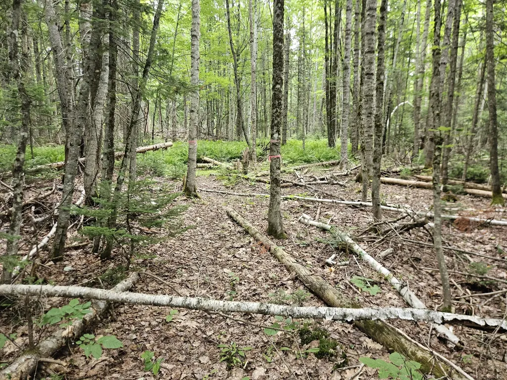 10 Moosehorn Road Abbot ME 04406
