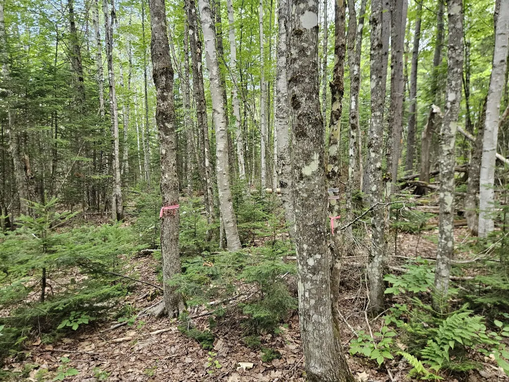 10 Moosehorn Road Abbot ME 04406