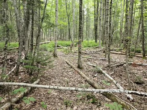 10 Moosehorn Road Abbot ME 04406