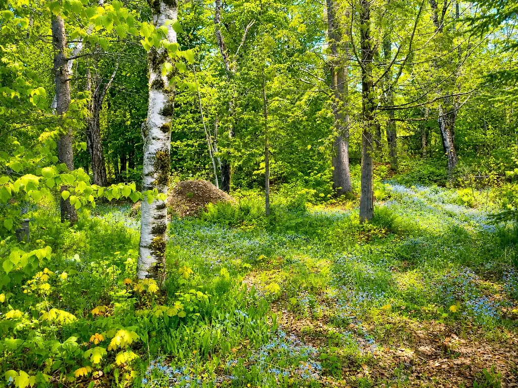 62 Lakeshore Drive Presque Isle ME 04769