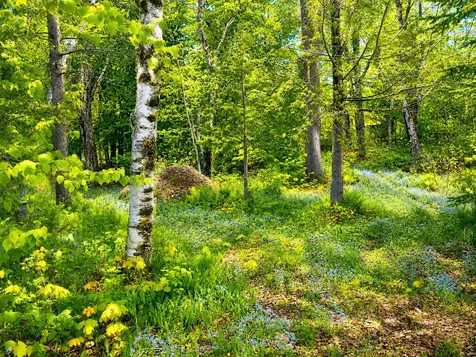 62 Lakeshore Drive Presque Isle ME 04769