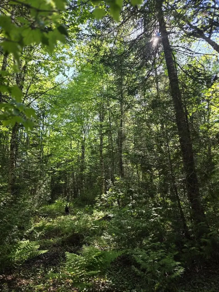 Lot 10 Davis Brook Road Amity ME 04471
