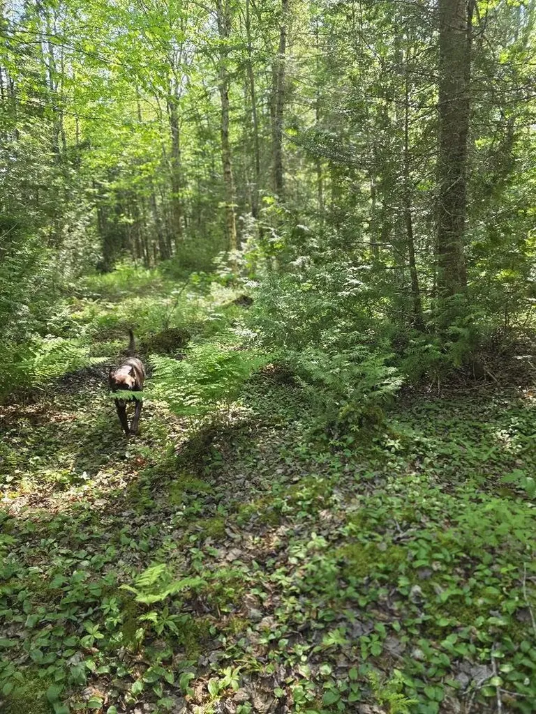 Lot 10 Davis Brook Road Amity ME 04471