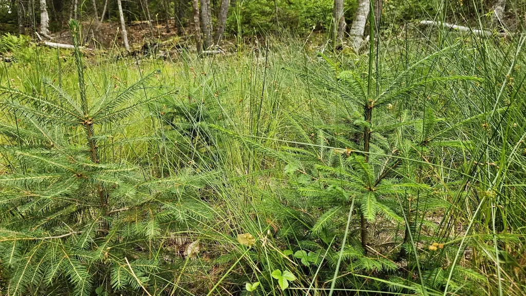 Lot 42 Colby Road Westport Island ME 04578