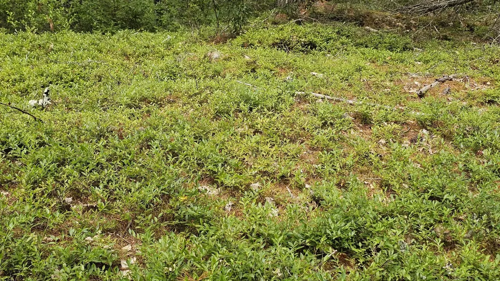Lot 42 Colby Road Westport Island ME 04578