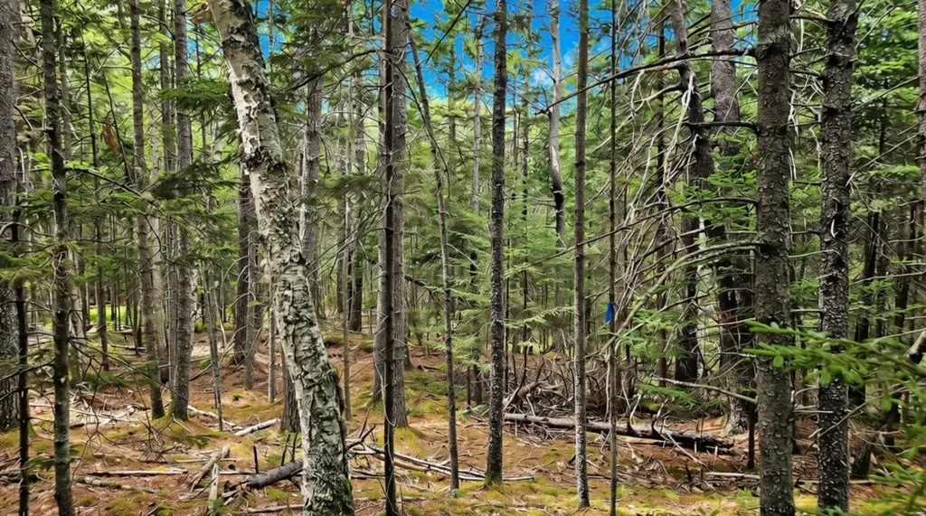 Lot 42 Colby Road Westport Island ME 04578