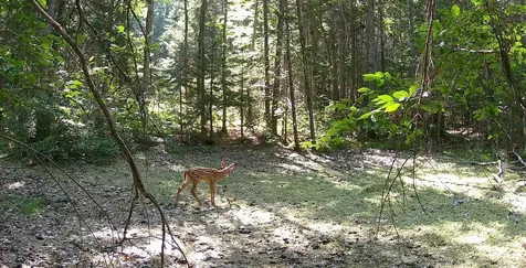 Lot 42 Colby Road Westport Island ME 04578