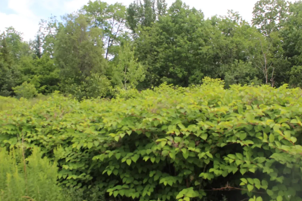 1093 Aroostook Scenic Highway Moro Plt ME 04780