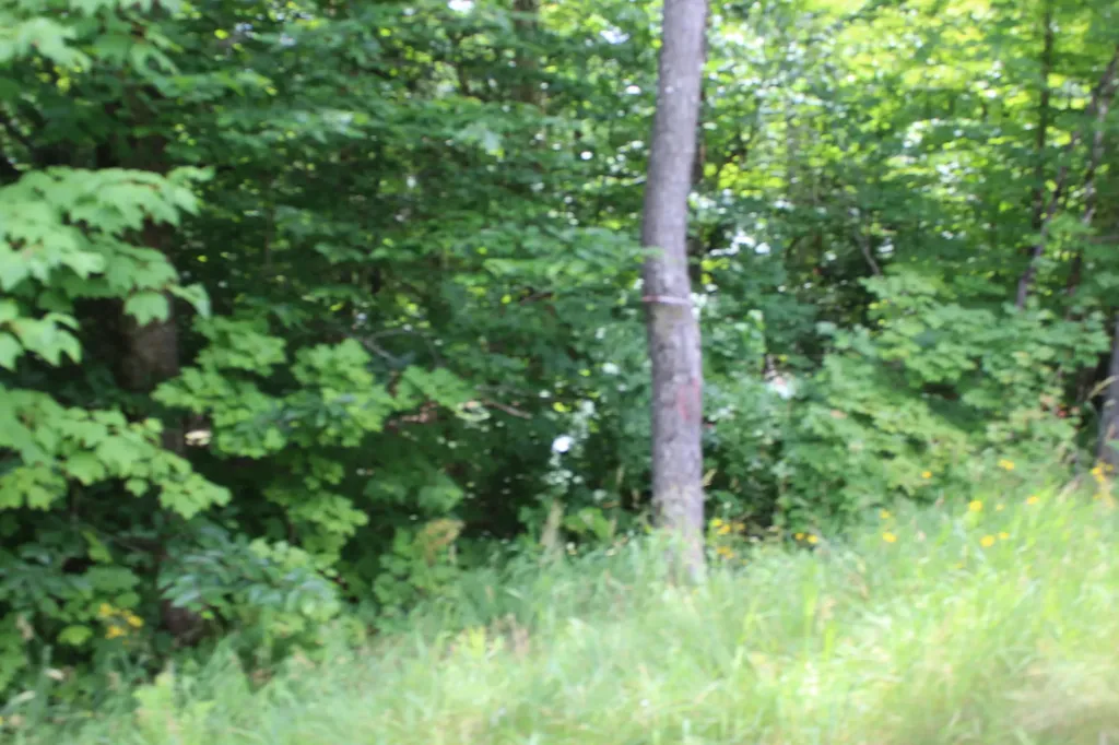 1093 Aroostook Scenic Highway Moro Plt ME 04780