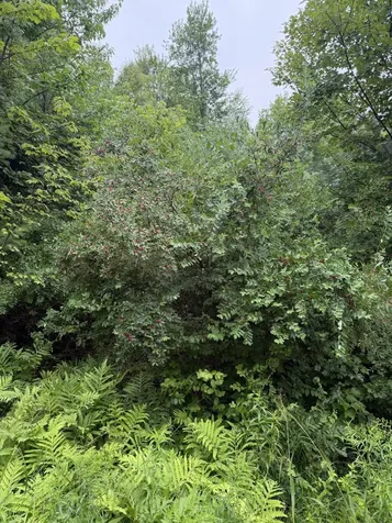 4 Kolm Lane Sebec ME 04481