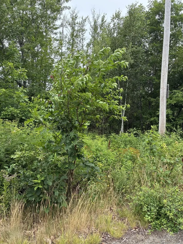 Lot 10 White Deer Circle Bar Harbor ME 04609