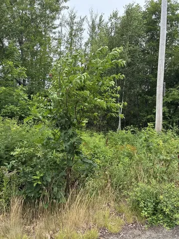 Lot 10 White Deer Circle Bar Harbor ME 04609