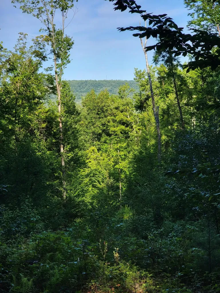 473 Davenport Hill Road Jay ME 04239