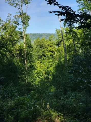 473 Davenport Hill Road Jay ME 04239