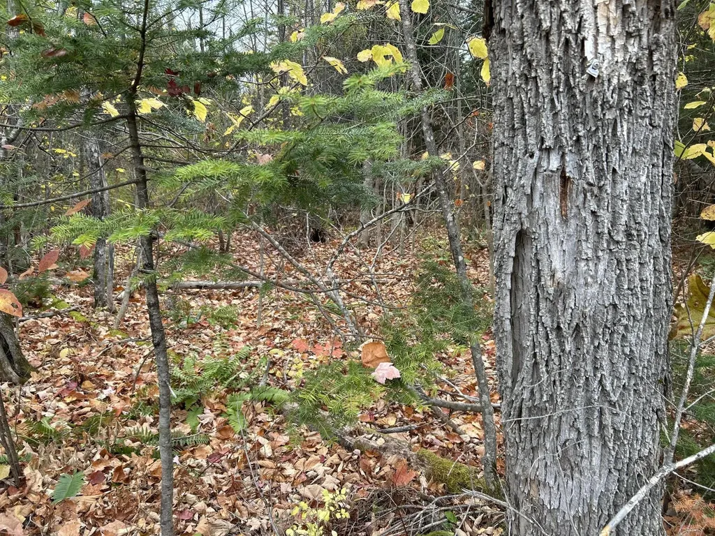 MAP5LOT1 Silvers Mills Road Sangerville ME 04479
