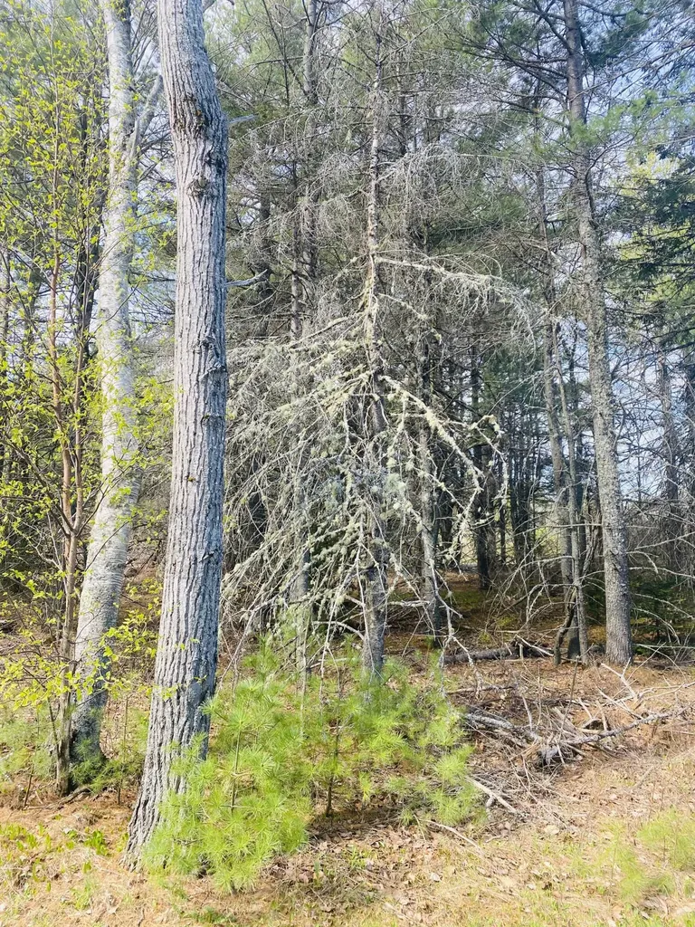 15 (#2) Hornbeam Way Bangor ME 04401