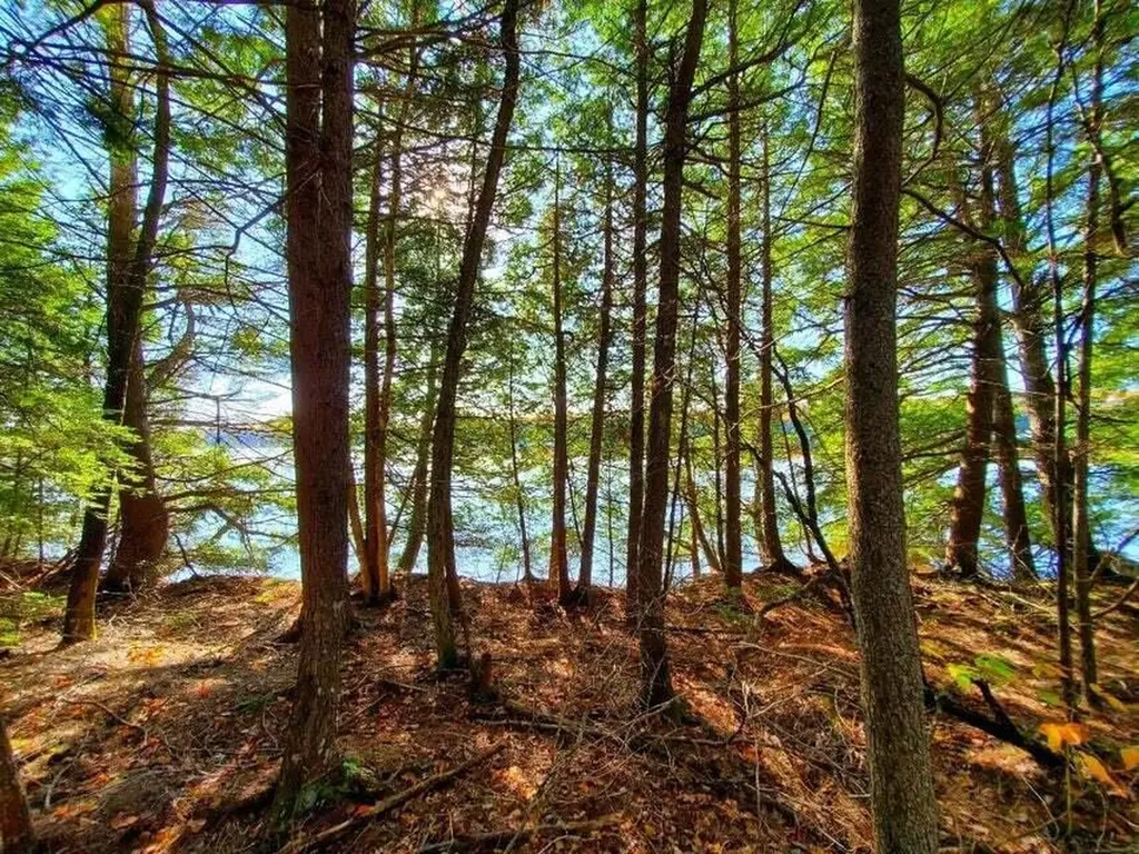 0 Blackcat Point Drive Princeton ME 04668
