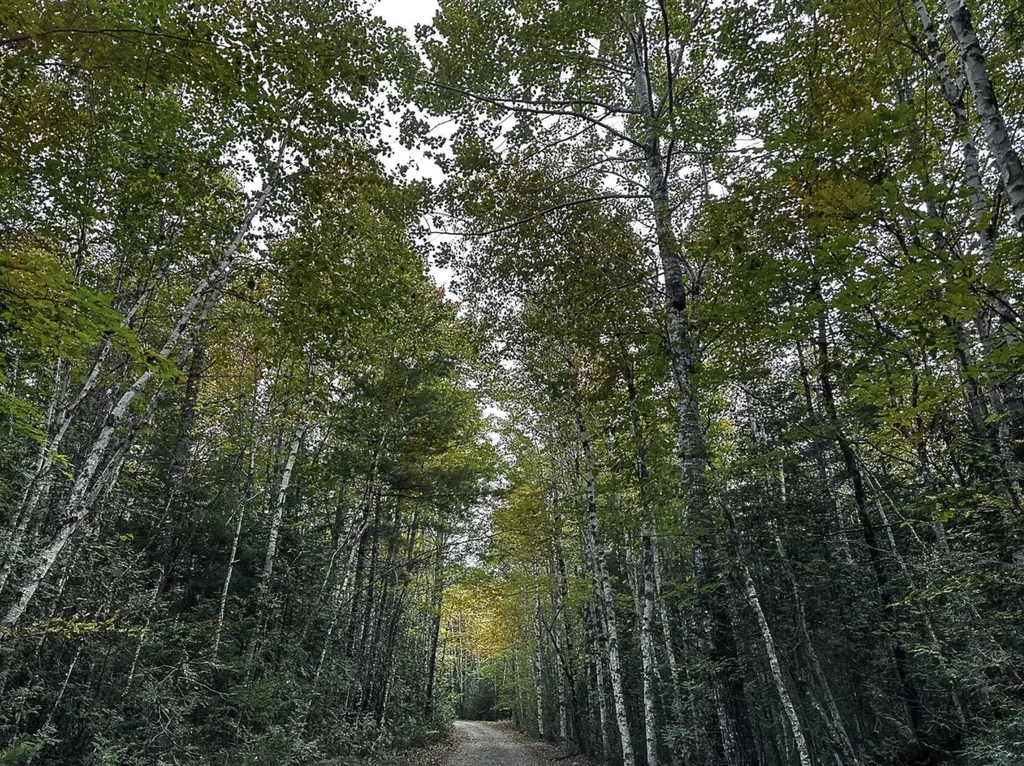 Lot 11-1 Carry Ridge Road Northfield ME 04686