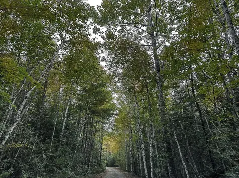 Lot 11-1 Carry Ridge Road Northfield ME 04686