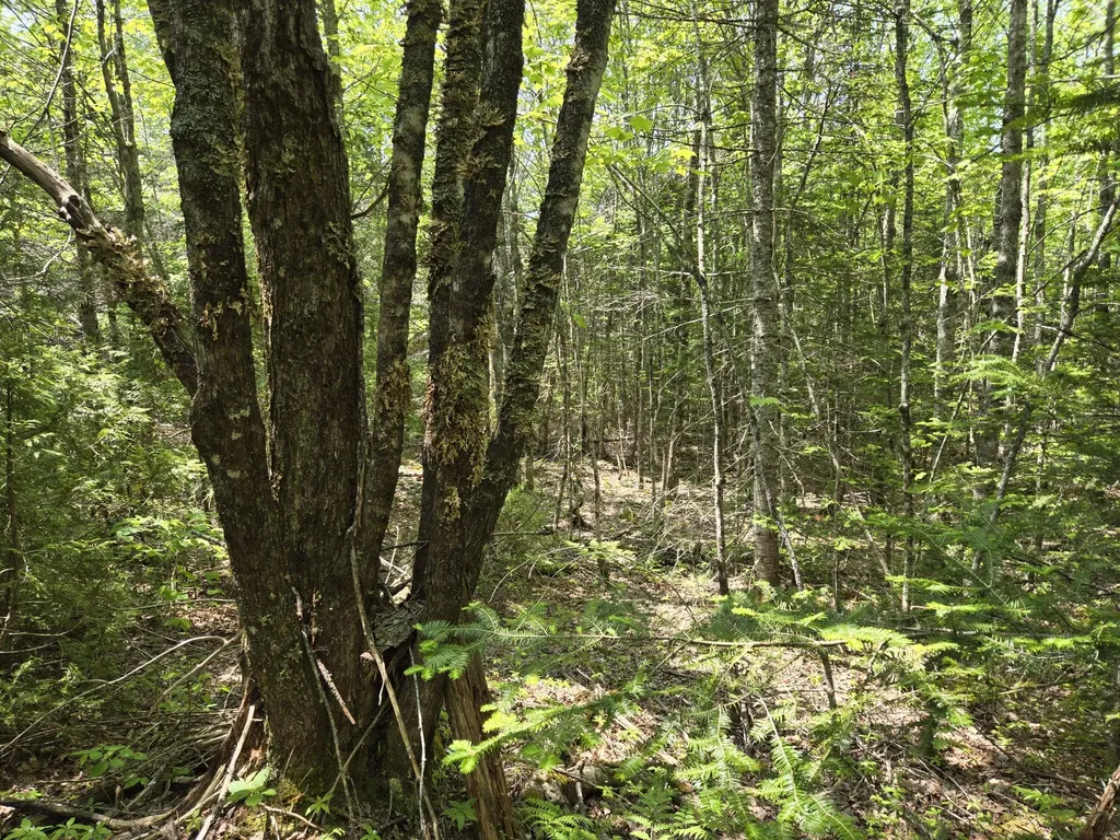 0 Map Wa032 Plan 01 Lot 103.1 Trescott Twp ME 04652