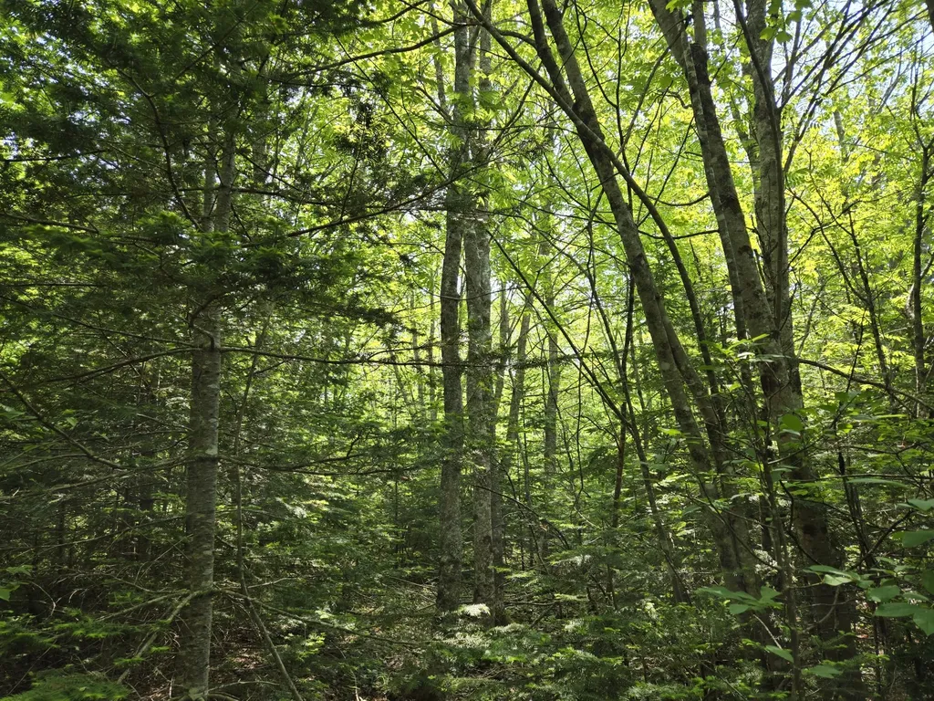 0 Map Wa032 Plan 01 Lot 103.1 Trescott Twp ME 04652