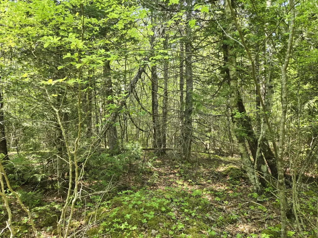 0 Map Wa032 Plan 01 Lot 103.1 Trescott Twp ME 04652