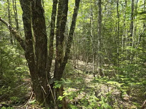 0 Map Wa032 Plan 01 Lot 103.1 Trescott Twp ME 04652