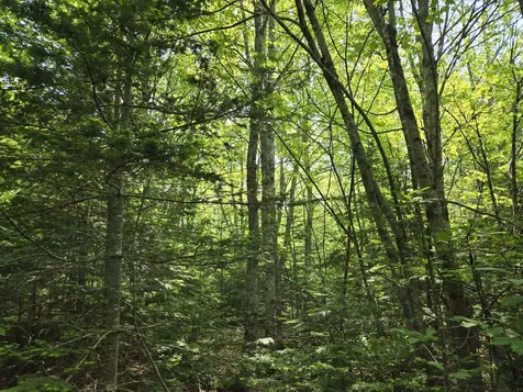 0 Map Wa032 Plan 01 Lot 103.1 Trescott Twp ME 04652