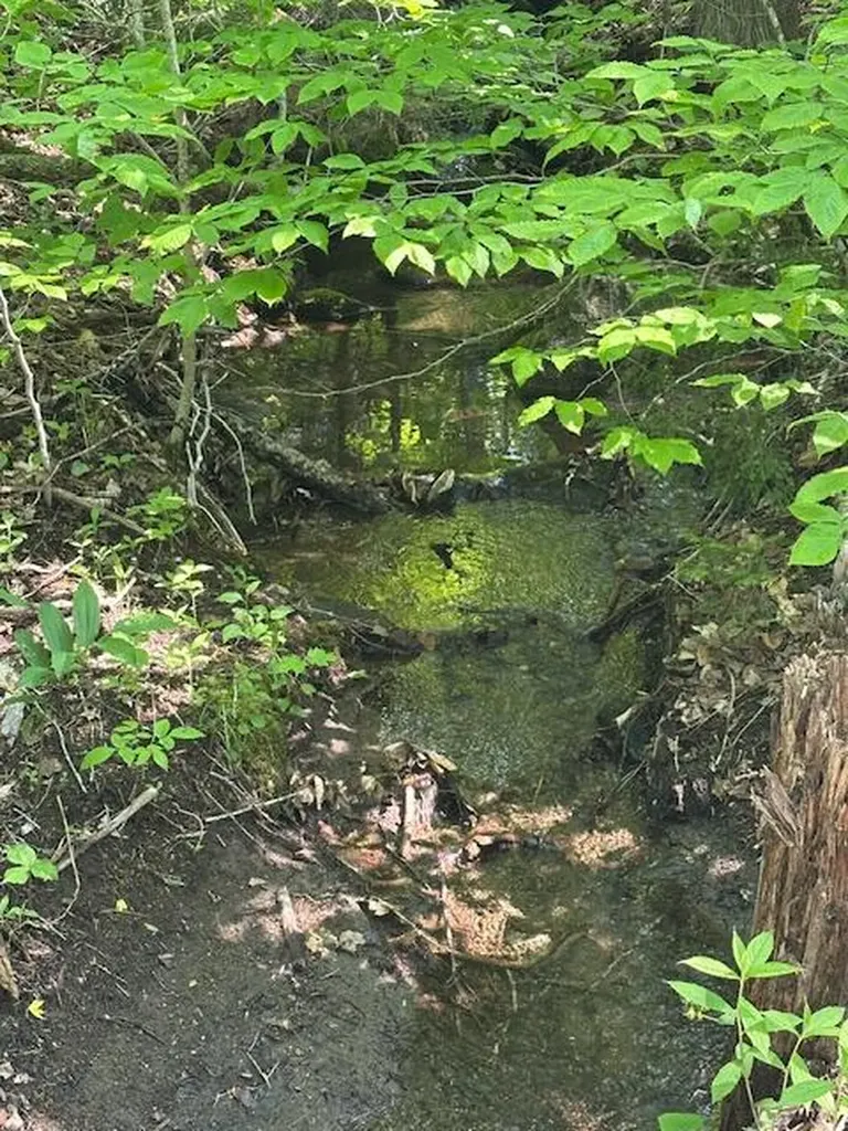 Lot 1 Scammon Road Greenville ME 04441