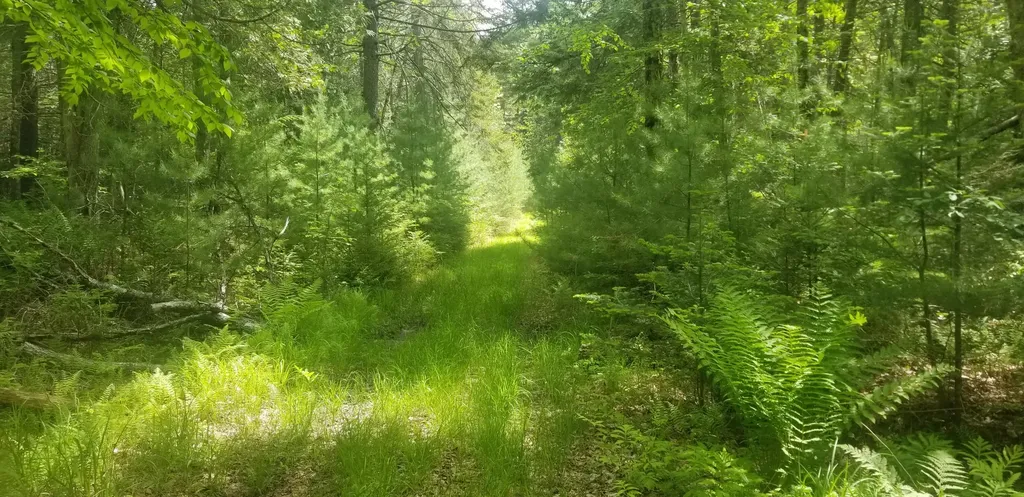 M13, L36, Harland Cunningham Road Penobscot ME 04476