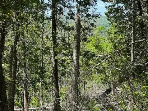 Lot 13 Mount Jefferson Heights Lee ME 04455