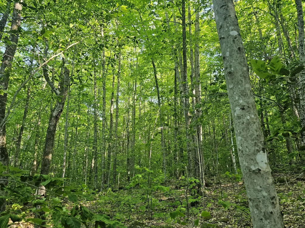 Po M23-l6 Great Moose Drive Hartland ME 04943