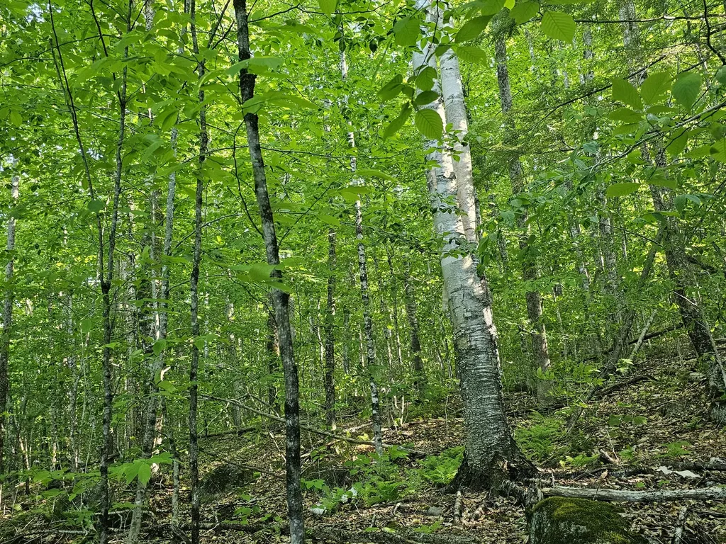 PL5,6,9,10 Great Moose Drive Hartland ME 04493