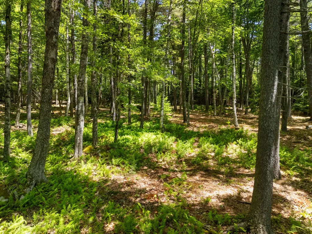 Part Of Map 26 Lot 46 & 48 Mullins Bog Road Lincolnville ME 04849