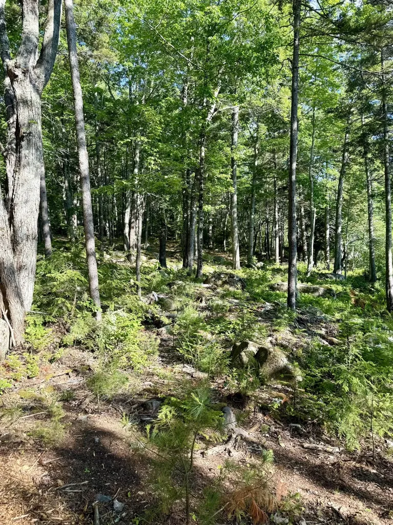 Part Of Map 26 Lot 46 & 48 Mullins Bog Road Lincolnville ME 04849