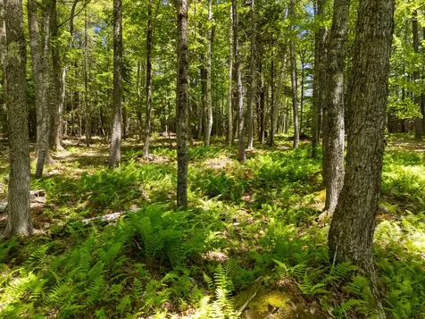 Part Of Map 26 Lot 46 & 48 Mullins Bog Road Lincolnville ME 04849