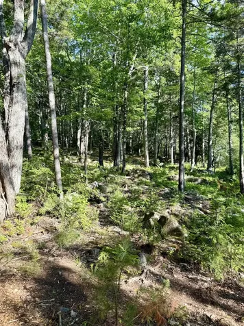 Part Of Map 26 Lot 46 & 48 Mullins Bog Road Lincolnville ME 04849