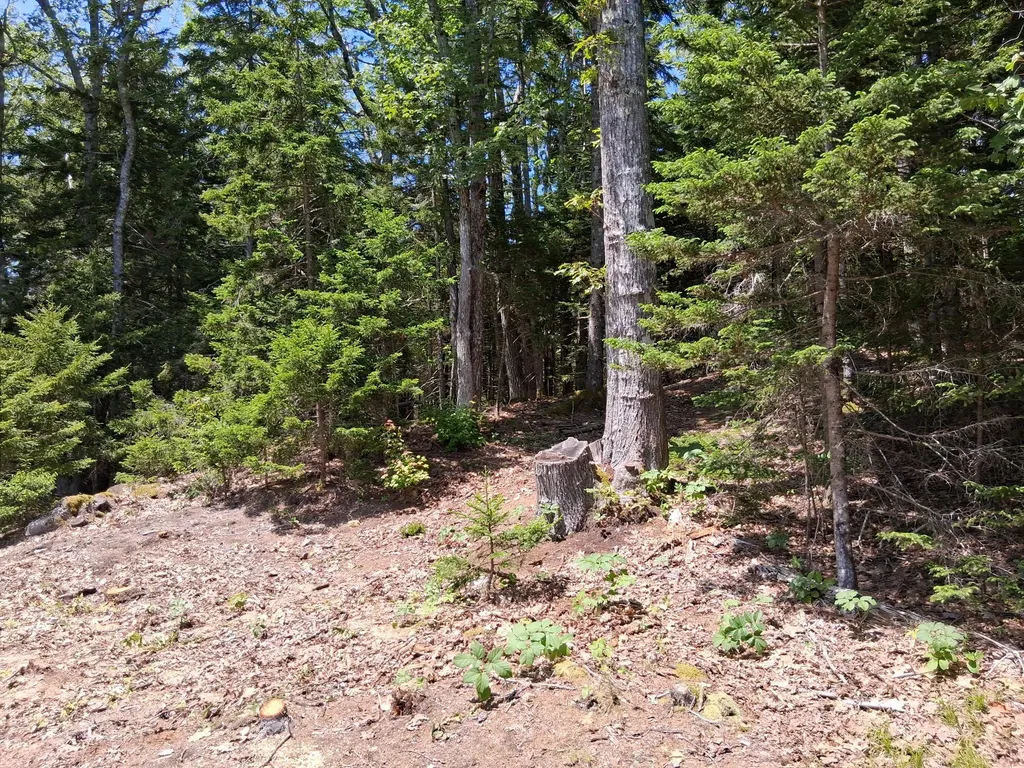 50 Bunchberry Lane Bristol ME 04554