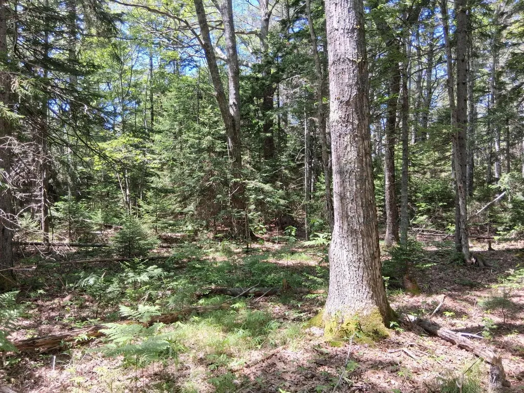 50 Bunchberry Lane Bristol ME 04554