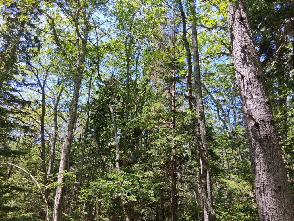 50 Bunchberry Lane Bristol ME 04554