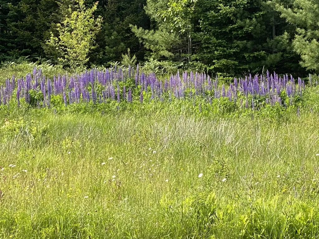 50 Bunchberry Lane Bristol ME 04554