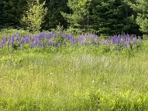 50 Bunchberry Lane Bristol ME 04554