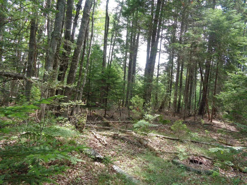 Lot 6b Asa's Lane Lamoine ME 04605